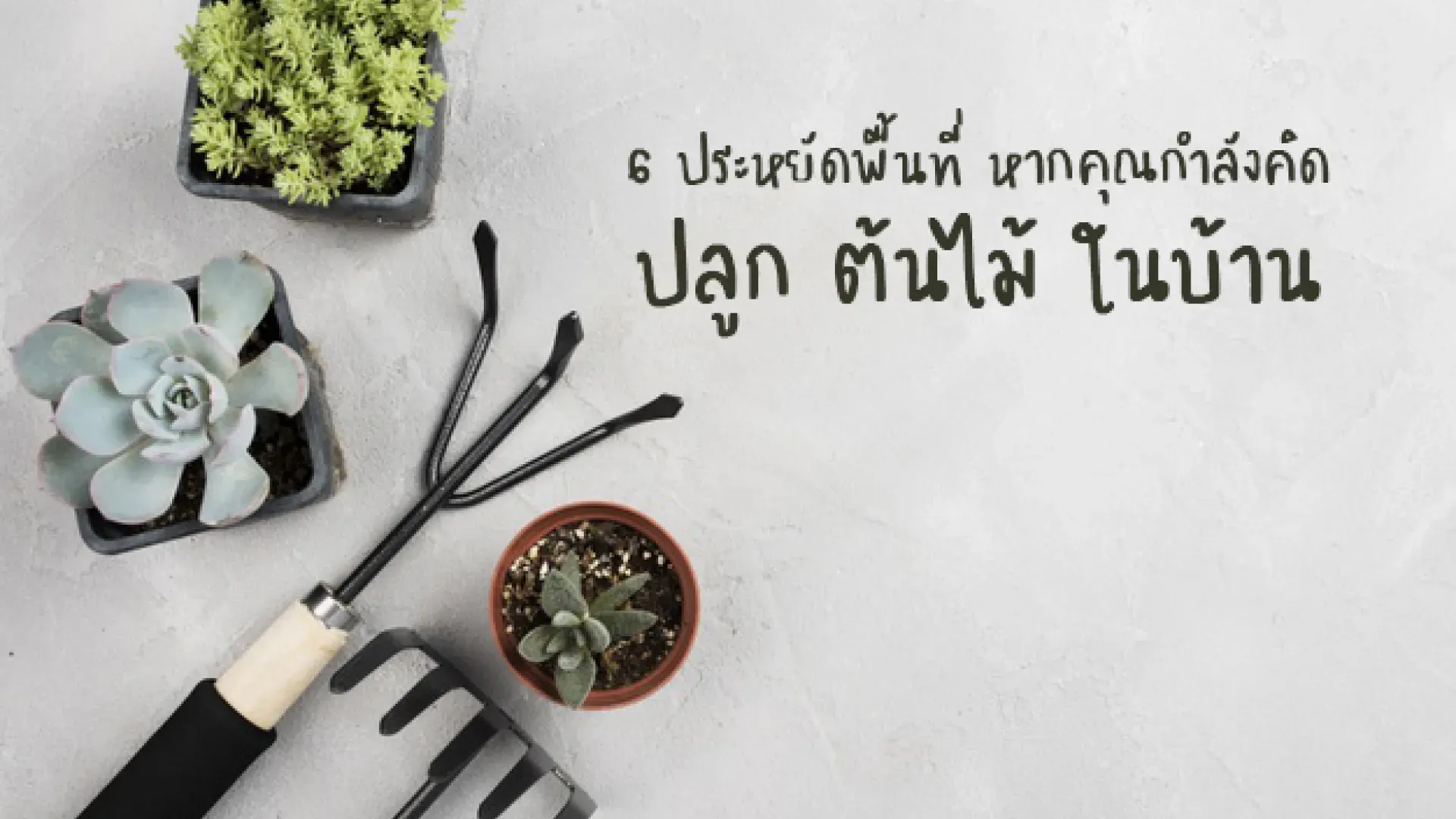  6 วิธีประหยัดพื้นที่ หากคุณกำลังคิดจะเพิ่ม “ต้นไม้” ในบ้าน | PD House