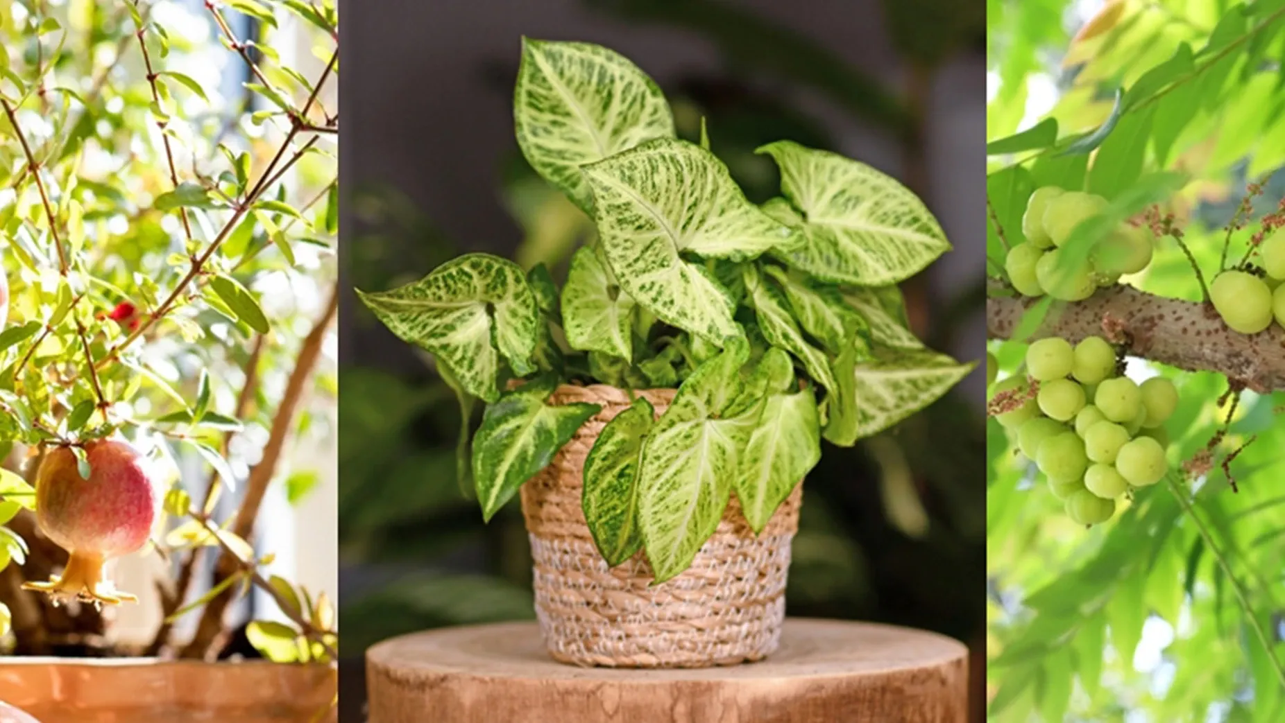  ต้นไม้มงคลขึ้นบ้านใหม่ เสริมฮวงจุ้ย บ้านร่มรื่น เพิ่มความสุขให้ผู้อยู่อาศัย | PD House