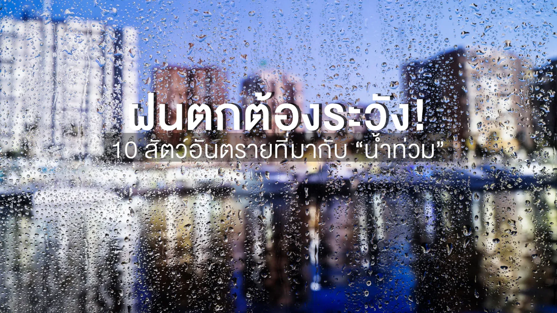  ฝนตกต้องระวัง! 10 สัตว์อันตรายที่มากับ “น้ำท่วม” | PD House