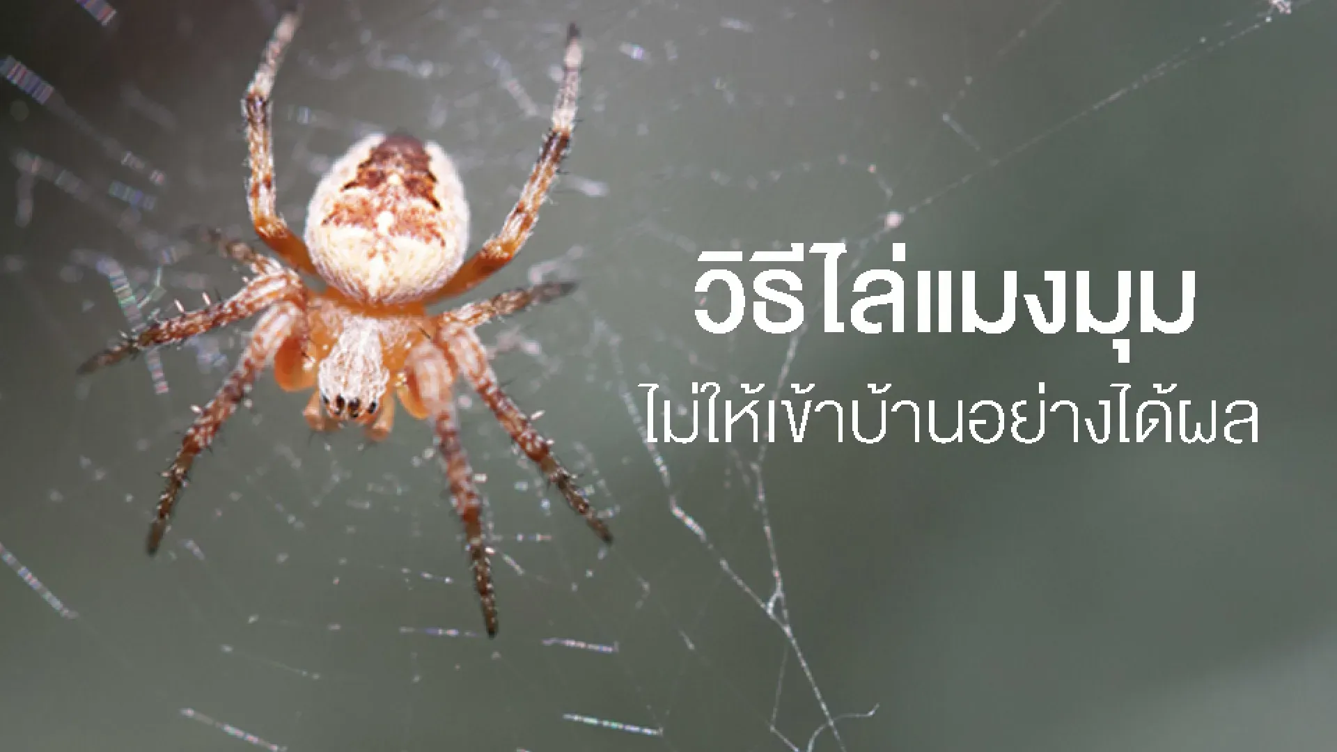  วิธีไล่แมงมุม-ป้องกันแมงมุมไม่ให้เข้าบ้านอย่างได้ผล | PD House