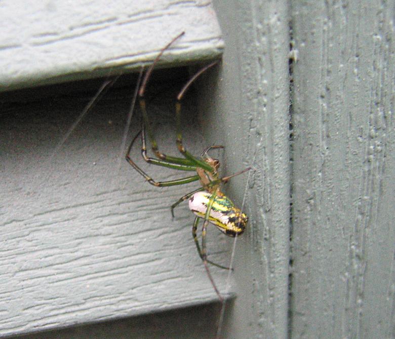 วิธีไล่แมงมุม-ป้องกันแมงมุมไม่ให้เข้าบ้านอย่างได้ผล